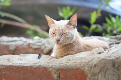 Portrait of a cat sitting on retaining wall