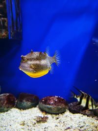 Close-up of fish swimming in sea