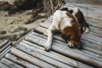 Close-up of dog lying on wood