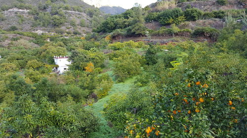 Plants and trees growing on mountain against sky