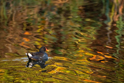 High angle view of duck swimming in lake