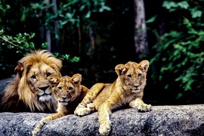 Cats relaxing on rock