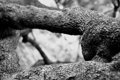 Close-up of tree trunk