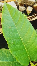 Close-up of insect on leaf