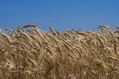 Scenic view of wheat field against clear blue sky