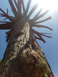 Low angle view of tree trunk against clear sky