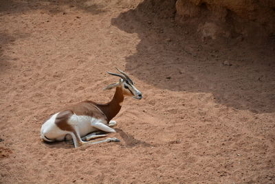 High angle view of gazelle on sand