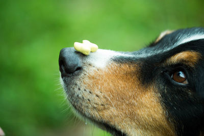 Close-up of food on dog nose