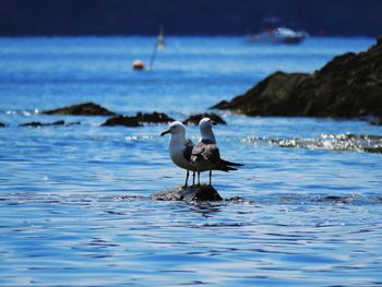 Seagull on a sea