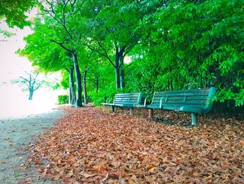 Fallen leaves on tree trunk in park