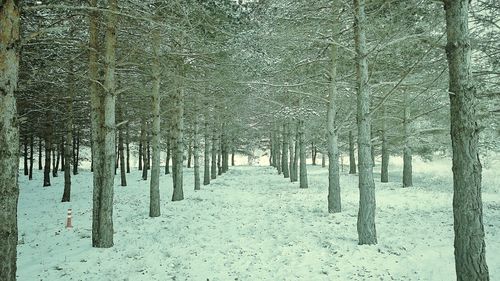 Snow covered trees