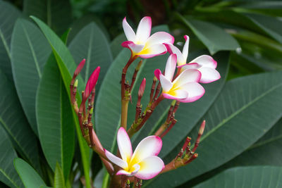 Close-up of pink flowering plant