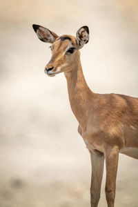Close-up of female common impala staring left