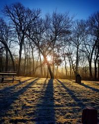 Bare trees on field during winter