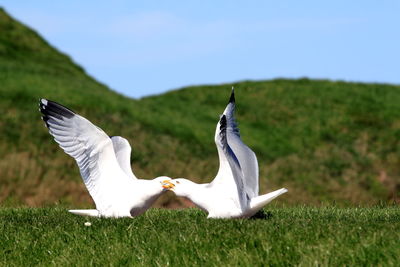 Bird on grassy field