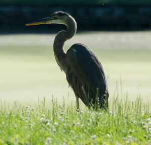 Blue heron, green-wood cemetery, brooklyn, ny