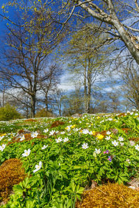 Flowering plants and trees on field against sky