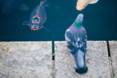 High angle view of pigeon against koi carps swimming in pond