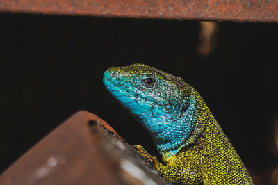 Close-up of a european green lizard