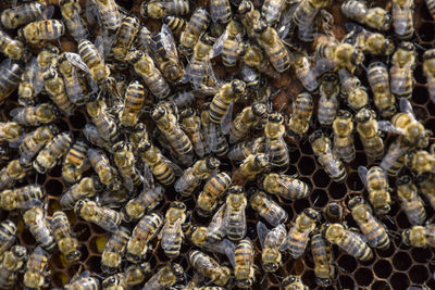 Close-up of bee on water