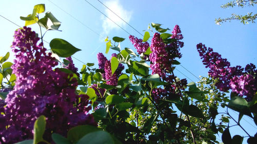 Low angle view of pink flowers blooming against sky