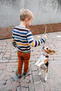 Outdoor activities for beagles. games to play with beagle puppies. how to entertain puppy 