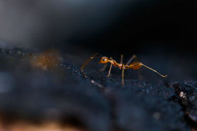 Close-up of ant on tree trunk