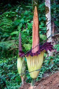 Close-up of food on table in forest