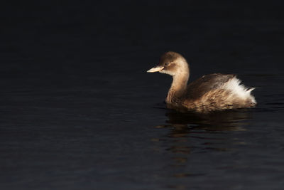 Duck swimming in lake