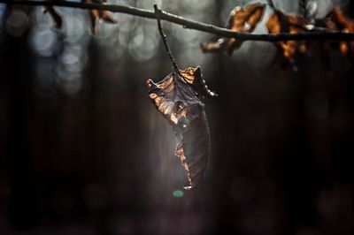 Close-up of lighted hanging leaf