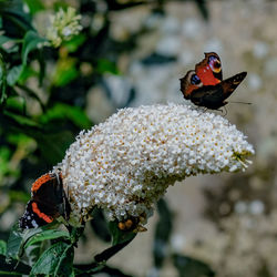 Close-up of butterfly pollinating on flower