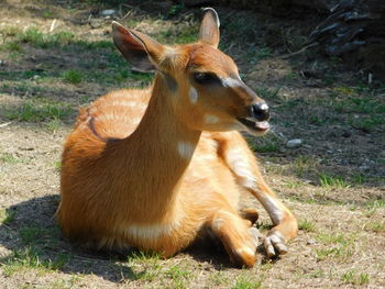 Deer in a field