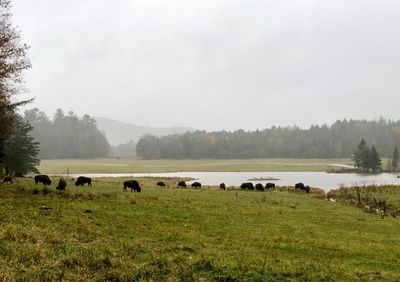 Flock of sheep in a field near a lake