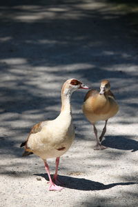 Birds on the beach