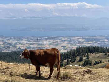 Cow standing on field against sky