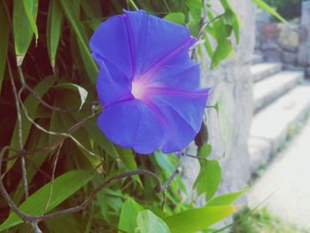 Close-up of blue flower blooming outdoors