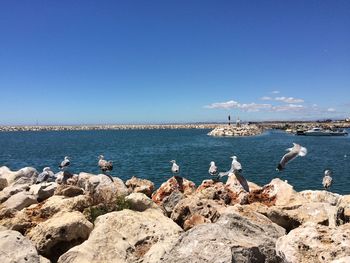 Birds flying over sea against clear blue sky