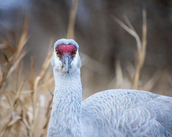 Close-up of a bird