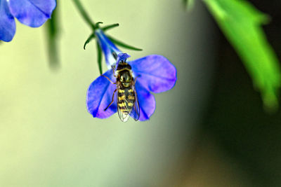Close-up of butterfly pollinating on purple flower
