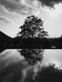 Tree by lake against sky