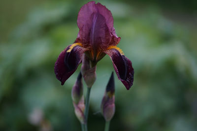 Close-up of purple flowering plant