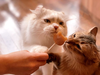 Close-up of hand holding kitten