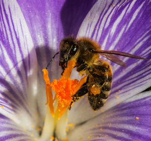 Close-up of bee pollinating on flower