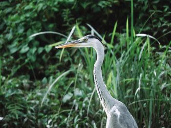 High angle view of gray heron on land