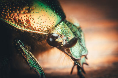 Close-up of insect