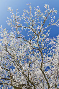 Low angle view of flowering tree against blue sky