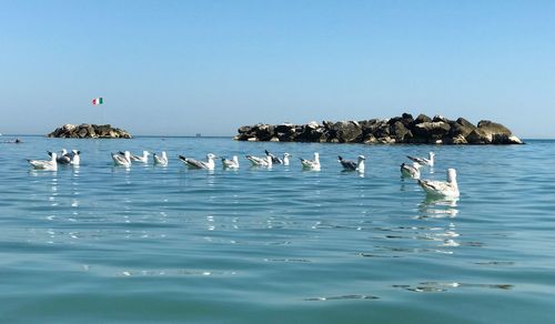 Seagulls swimming in the sea against clear sky