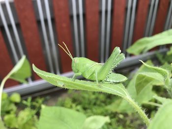 Close-up of insect on leaf