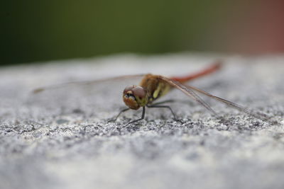 Close-up of a dragon fly on rock in nikko japan