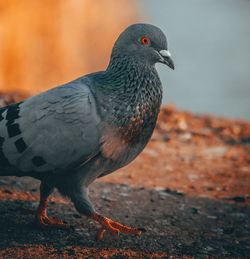 Pigeon in beautiful evening light